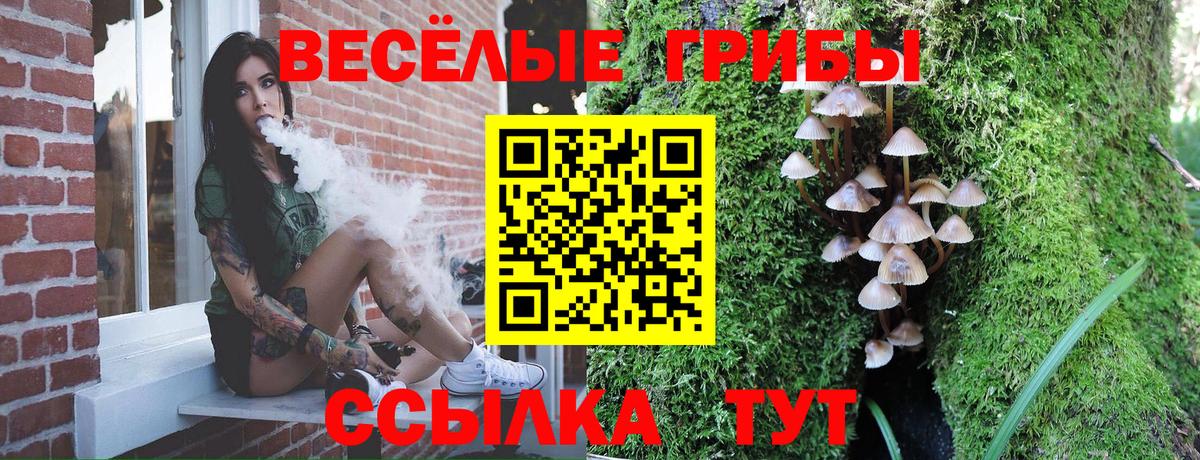 Галлюциногенные грибы Psilocybe Амурск
